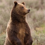 Grizzly Bear/Brown Bear