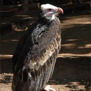 White-Headed Vulture