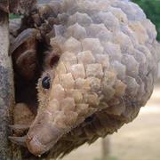 Tree Pangolin