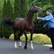 Horse Country, Ireland