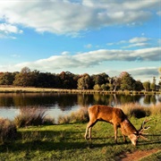 Richmond Park