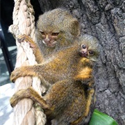 Monkey (Pygmy Marmoset)