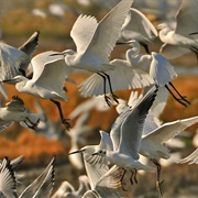 L'albufera De Valencia Natural Park, Spain