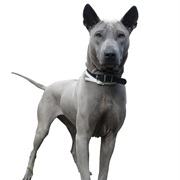 Thai Ridgeback