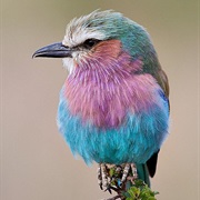 Lilac-Breasted Roller (Kenya)