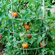 Tomatoes
