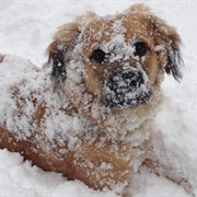 Don't Bring in Your Pet During Extreme Weather