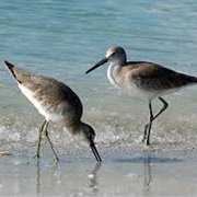 Sandpipers