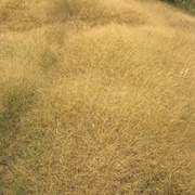 Hairy Panic (Panicum Effusum)