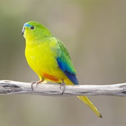 Orange-Bellied Parrot