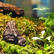 Montshire Museum of Science