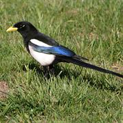 Yellow-Billed Magpie
