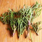Rock Samphire