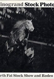 Stock Photographs (Garry Winogrand)