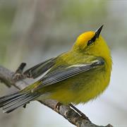 Blue-Winged Warbler