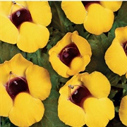 Golden Moon Wishbone Flower