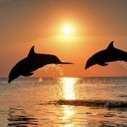 Dolphins