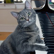 Playing Piano