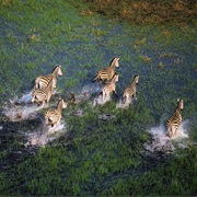 Flying Over the Okavango Delta, Botswana