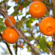 Calamondin