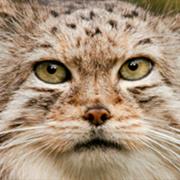 Korkeasaari (Helsinki Zoo)