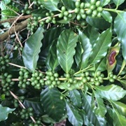 Charrier Coffee (Coffea Charrieriana)