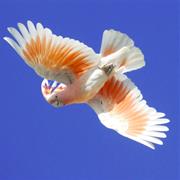 Binya National Park (QLD)