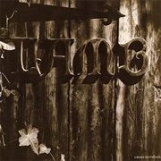 Lamb - Cross Between