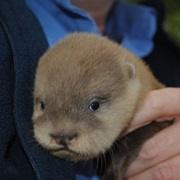 Otter