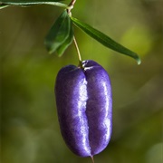 Purple Apple-Berry (Billardiera Longiflora)