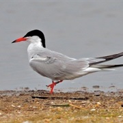 Common Tern