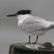 Sandwich Tern