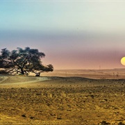 Tree of Life, Bahrain