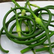 Garlic Scapes