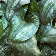 Chinese Wild Ginger (Asarum Splendens)