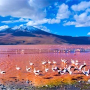 Laguna Colorada
