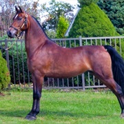 Morgan Horse
