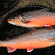 Arctic Char