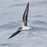 Zino's Petrel