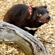 Moonlit Sanctuary Wildlife Conservation Park