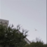 Patricia Taxxon - Blush