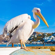 Met Petros the Pelican From Mykonos