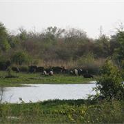 W National Park of Niger