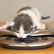 Maintain a Healthy Weight