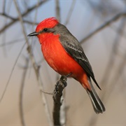 Vermilion Flycatcher