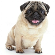Pug