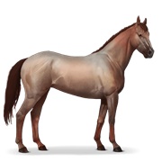 Thoroughbred - Strawberry Roan