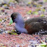 Makira Woodhen