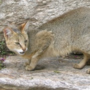Jungle Cat