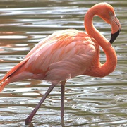 Flamingo